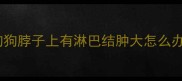 狗狗脖子上有淋巴结肿大怎么办