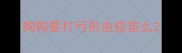 狗狗要打弓形虫疫苗么