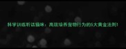科学训练听话猫咪高效培养宠物行为的5大黄金法则