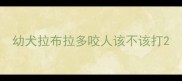 幼犬拉布拉多咬人该不该打