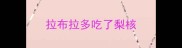 拉布拉多吃了梨核