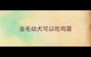 金毛幼犬可以吃鸡蛋