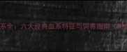 拉布拉多血系全六大经典血系特征与饲养指南附选购建议
