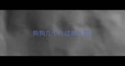 狗狗几个月过磨牙期