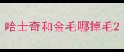 哈士奇和金毛哪掉毛