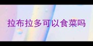 拉布拉多可以食菜吗