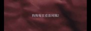 狗狗每支疫苗间隔