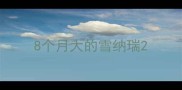 8个月大的雪纳瑞