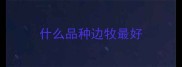 什么品种边牧最好