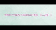 狗狗脖子变硬的5大原因及应对措施主人必看
