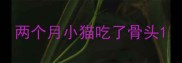 两个月小猫吃了骨头