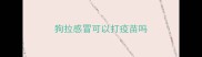 狗拉感冒可以打疫苗吗