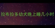 拉布拉多幼犬晚上睡几小时