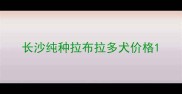 长沙纯种拉布拉多犬价格