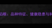 拉布拉多凹陷眼品种特征健康隐患与科学护理指南