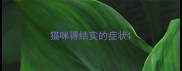 猫咪得结实的症状