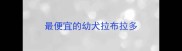 最便宜的幼犬拉布拉多
