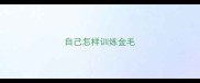 自己怎样训练金毛