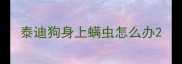 泰迪狗身上螨虫怎么办
