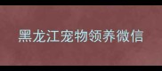 黑龙江宠物领养微信