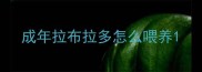 成年拉布拉多怎么喂养