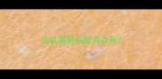 边牧窝屎成型有点希