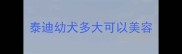 泰迪幼犬多大可以美容