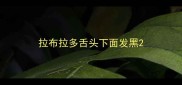 拉布拉多舌头下面发黑