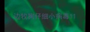 边牧狗仔细小病毒1