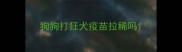 狗狗打狂犬疫苗拉稀吗