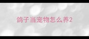 鸽子当宠物怎么养