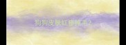 狗狗皮肤红疹掉毛