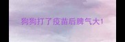 狗狗打了疫苗后脾气大