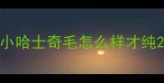 小哈士奇毛怎么样才纯
