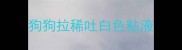 狗狗拉稀吐白色粘液