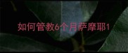 如何管教6个月萨摩耶