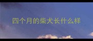 四个月的柴犬长什么样