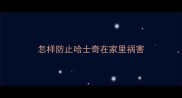 怎样防止哈士奇在家里祸害