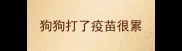 狗狗打了疫苗很累