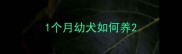 1个月幼犬如何养