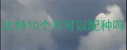 比特10个月可以配种吗