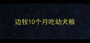边牧10个月吃幼犬粮