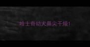 哈士奇幼犬鼻尖干燥