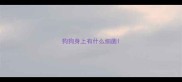 狗狗身上有什么细菌