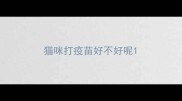 猫咪打疫苗好不好呢