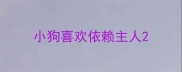 小狗喜欢依赖主人
