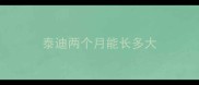 泰迪两个月能长多大