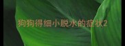 狗狗得细小脱水的症状