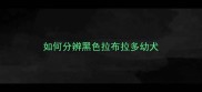如何分辨黑色拉布拉多幼犬