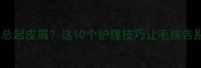 金毛皮肤总起皮屑这10个护理技巧让毛孩告别屑烦恼